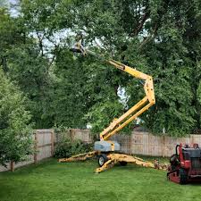 How Our Tree Care Process Works  in  Alderwood Manor, WA