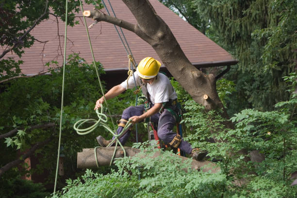 Best Lawn Maintenance Plans  in Alderwood Manor, WA