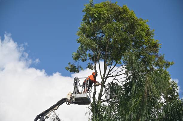 Alderwood Manor, WA Tree Care Company