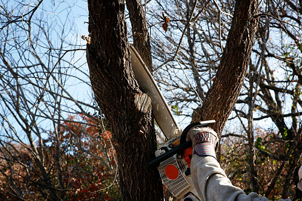 Best Fruit Tree Pruning  in Alderwood Manor, WA